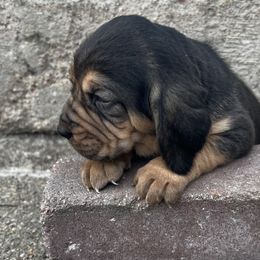 Bloodhound Puppies from Sandhill Hounds of Nebraska