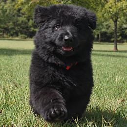 Red Collar - Male - Black male German Shepherd puppy in Charlotte, North Carolina from Zuflucht K9s