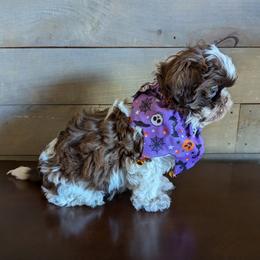 Shih Tzu Puppies from Morgan's Shih Tzus