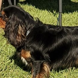 Victor - Cavalier King Charles Spaniel