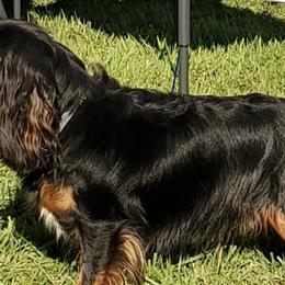 Victor - Cavalier King Charles Spaniel