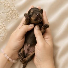 Walker - Shaded Cream - Cream male Dachshund puppy in Statesville, North Carolina from Lakeside Dachshunds