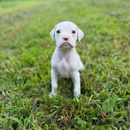 Girl 2 - White female Boxer puppy in Prestonsburg, Kentucky from Diamond Standard Boxers