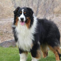Randy - Australian Shepherd
