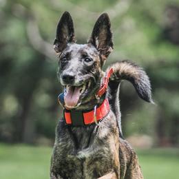 Lana - Dutch Shepherd