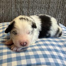 Merl boy 2 - Blue merle male Toy Australian Shepherd puppy in Nickelsville, Virginia from Pecan Creek