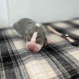 AKC tan male - Blue tan and white male Beagle puppy in Shelley, Idaho from Idaho Beagles