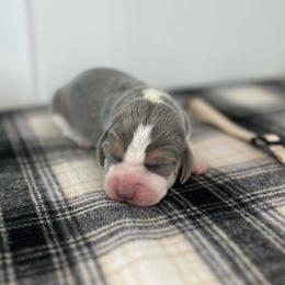 AKC tan male - Blue tan and white male Beagle puppy in Shelley, Idaho from Idaho Beagles