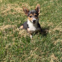 Leo - Blue male Pembroke Welsh Corgi puppy in Hinton, Oklahoma from Corgi Farms