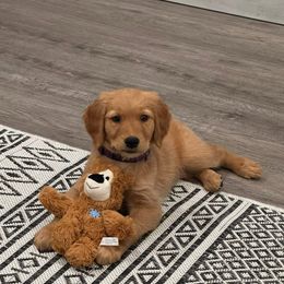 Golden Retriever puppies from Family Loved Golden Retrievers