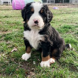 Bernedoodle and Bernese Mountain Dog Puppies from MI Doodles