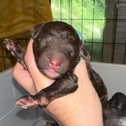 Larry - Phantom male Goldendoodle puppy in Prosperity, Pennsylvania from Stelladoodles & Company