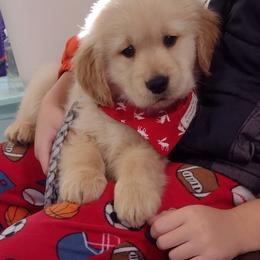 Australian Shepherd and Golden Retriever Puppies from Happy Valley Farms