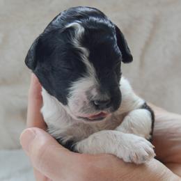 Magnolia - Parti female Goldendoodle puppy in Lancaster, Pennsylvania from Doodles in the Skye