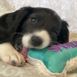 Dachshund Puppies from Meyerhaus (Weenie-Corn Ranch)