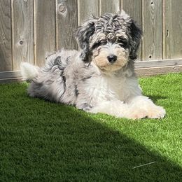 Girl 3 - Bernedoodle puppy in Bend, Oregon from Bella Ridge Farms & Dapper Doodles