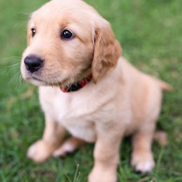 Golden Retriever Puppies from Melissa's Golden Retrievers