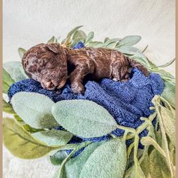 Onyx - Brown male Bernedoodle puppy in Lake City, Florida from 224 Doodles and Poodles