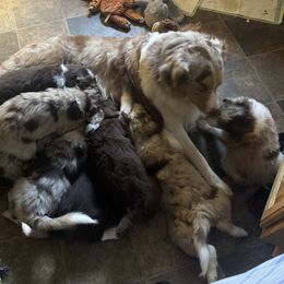Aussiedoodle Puppies from Drew’s Aussies & Doodles