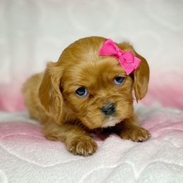 Cavalier King Charles Spaniel and Cavapoo Puppies from Red Skye Cavaliers and Cavapoos