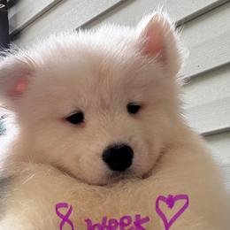 Purple Girl - White female Samoyed puppy in Hellertown, Pennsylvania from O’blako Samoyeds