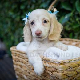 Dove - Cream female Dachshund puppy in Temecula, California from Naomi Magee's Dachshund Kennel