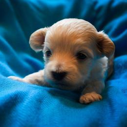 Colter - Cream male Maltipoo puppy in Rainbow City, Alabama from Southland Farm Kennels