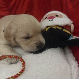 Jade - Golden female Golden Retriever puppy in Aliso Viejo, California from Golden Puppy Dog