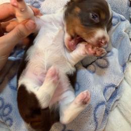 AKC Olaf - Piebald male Dachshund puppy in Erie, Michigan from Champagne’s Grinch Toe’d Dachshunds