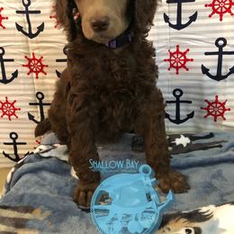 Poodle Puppies from Shallow Bay Standard Poodles