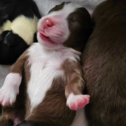 Australian Shepherd Puppies from Ashe's Aussies