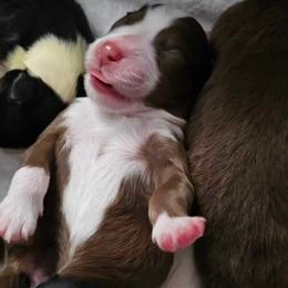 Australian Shepherd Puppies from Ashe's Aussies