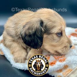 Daphne - Cream female Dachshund puppy in Houston, Texas from Texas Regal Dachshunds LLC