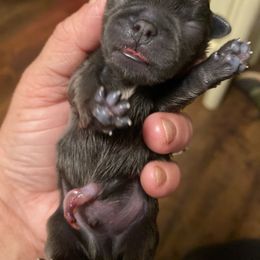 Blue boy - Silver male Pug puppy in Ridgefield, Washington from Cupid’s Pugs