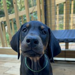 Doberman Pinscher Puppies from Bhon Mhuir Dobermanns