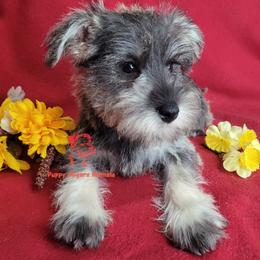 Boy 2 - male Miniature Schnauzer puppy in Fairhope, Alabama from Puppy Sugars Kennels