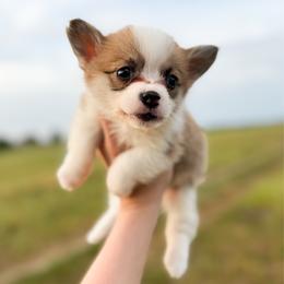 Duchess - Blue - Red female Pembroke Welsh Corgi puppy in Milan, Georgia from Williams’ Welsh Corgis LLC
