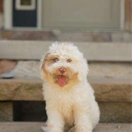 Georgie - male Australian Mountain Doodle puppy in Dalton, Ohio from Haven Doodles