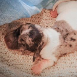 Dachshund Puppies from V.C. Weenies