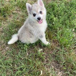 Cooper SOLD - Merle Pomsky puppy in Heber Springs, Arkansas from Red River Pomskies