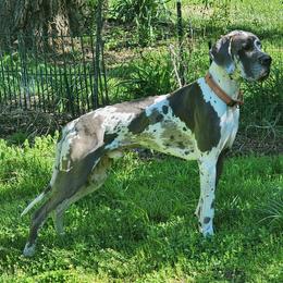 Cohen - Great Dane