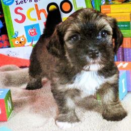 Willow - Red sable female Havanese puppy in Cleveland, Texas from 7th Heaven Havanese of Texas