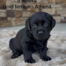 Girl 2 - Black female Labrador Retriever puppy in Chapel Hill, Tennessee from Pure Heaven Labs