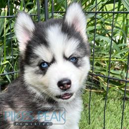 Mars - Silver and white male Pomsky puppy in Littleton, Colorado from Pikes Peak Pomskies