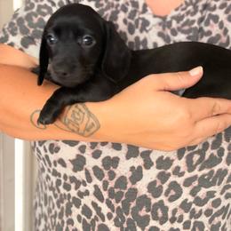 Solid black CKC - Black female Dachshund puppy in Chittenango, New York from Diamond Dachshunds