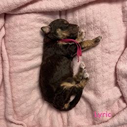 Lyric - Chocolate female Goldendoodle puppy in Sanderson, Florida from Serenity Goldendoodles