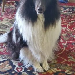 Sully - Black and white male Shetland Sheepdog puppy in Seminole, Oklahoma from Symphony Shelties