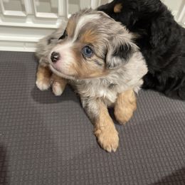 Toy Australian Shepherd Puppies from Loyal Litters Toy Australian Shepherds