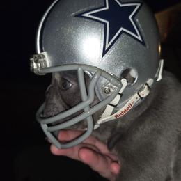 Girl 2 - Blue female French Bulldog puppy in Ada, Oklahoma from Joe Estep's Poodles