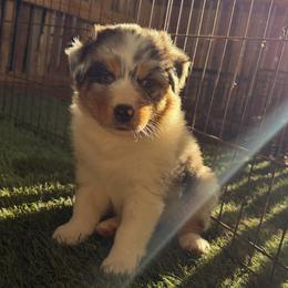 Valor - Blue merle female Australian Shepherd puppy in Placerville, California from BFF Aussies